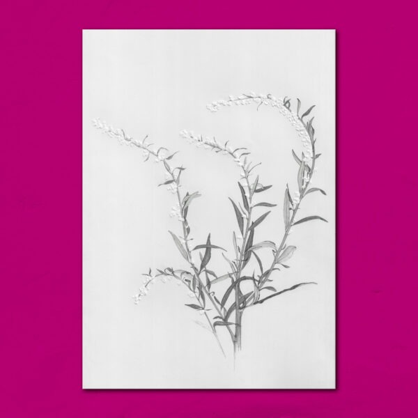 Geprägte Farbstift-Zeichnung eines trockenen Samenstandes des Gewöhnlichen Beifußes (Artemisia vulgaris).