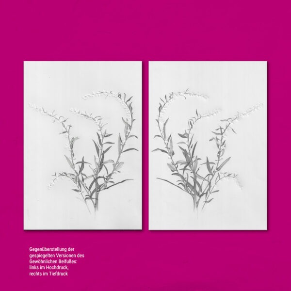 Gegenüberstellung von zwei gespiegelten Bildern des Gewöhnlichen Beifußes mit einmal hoch- und einmal tiefgeprägten Blütenständen. Aus der Reihe "Winterliche Impressionen". Hoch- und Tiefprägungen mit Blattmotiv-Meißel & Farbstift _ A3 _ Papier “Henry”