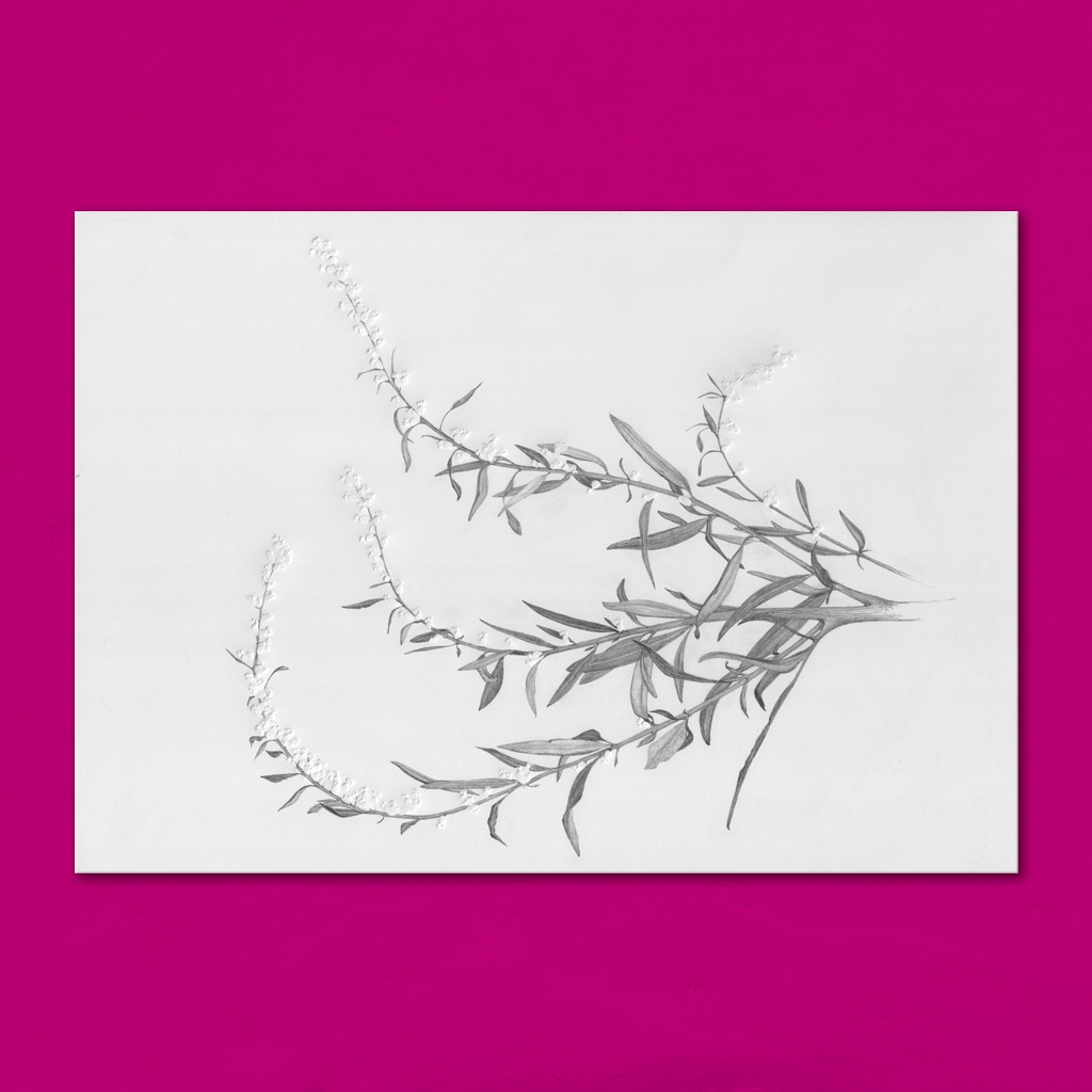 Geprägte Farbstift-Zeichnung eines trockenen Samenstandes des Gewöhnlichen Beifußes (Artemisia vulgaris).